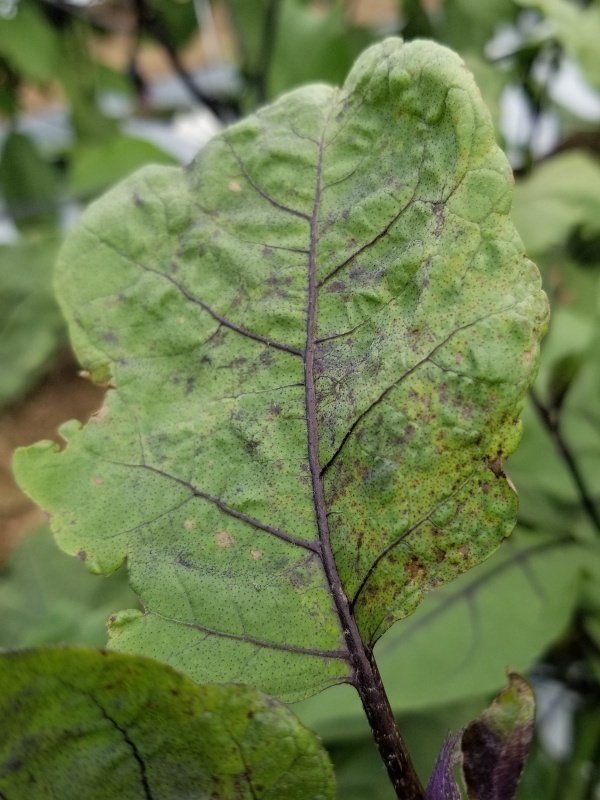 ナス 茄子 の病気と害虫症状の特徴と防除方法やまむファーム