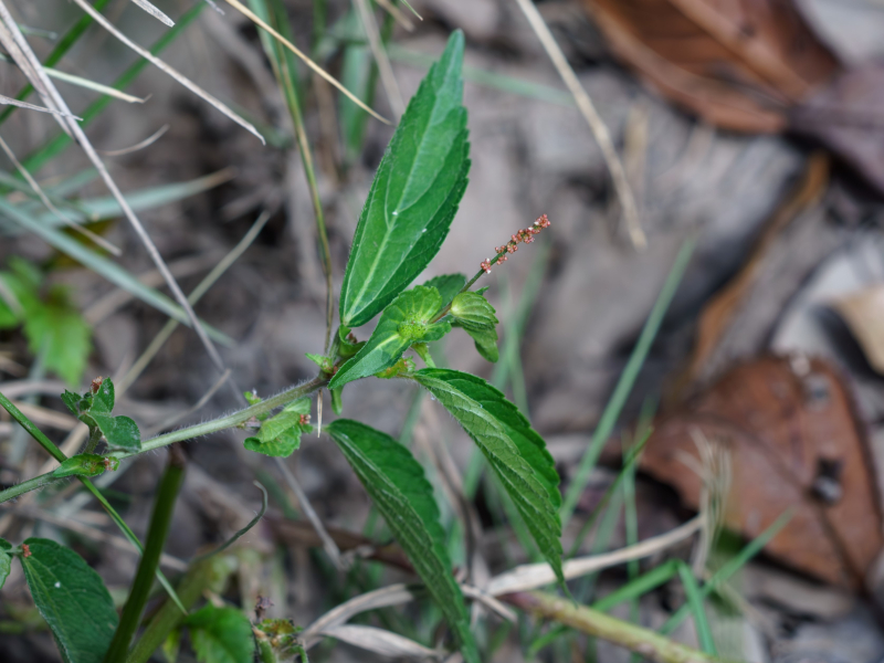 植物」の英語3選！ガーデニングでよく使う単語や英語表現もご紹介 Kimini英会話