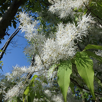 2025年 シンボルツリーアオダモのおすすめランキング8選を紹介！育て方まで – 東京寿園