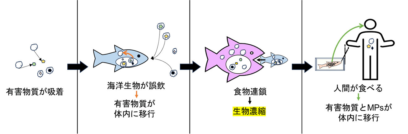 日本野鳥の会 : 第9回 マイクロプラスチック汚染の脅威2 “化学物質による生物への影響”