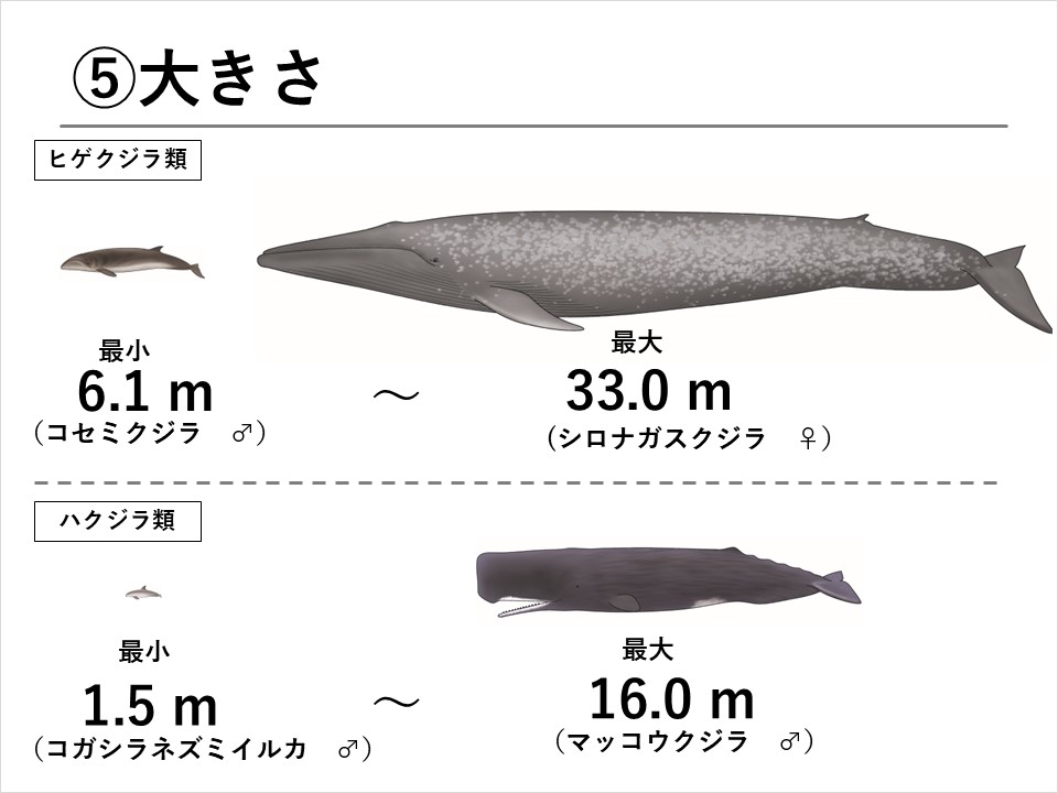 クジラ図鑑大方ホエールウォッチング