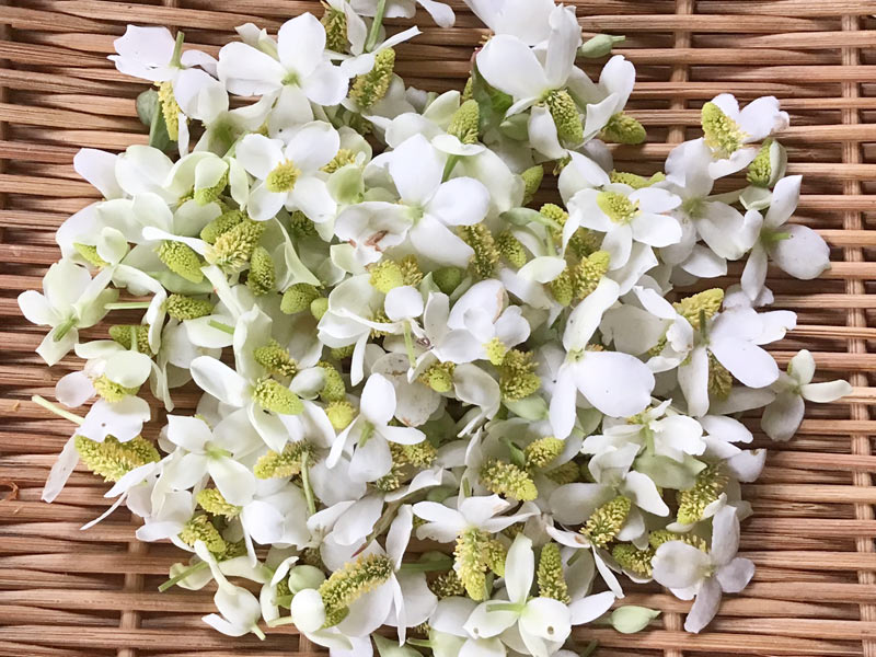 🕊 虫刺されに🌿 今年はドクダミで 「ドクダミチンキ」も 作ってみました。 中庭のクローバーたちの隙間に 可愛い白い花を咲かせていた ドクダミさんたち使わせていただき ありがとうございました。 東洋医学では効能があるとして 「十薬」と呼ばれて 古くから薬草として