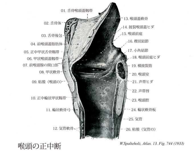 歯の噛みしめに着目した嚥下機能の評価方法の検討