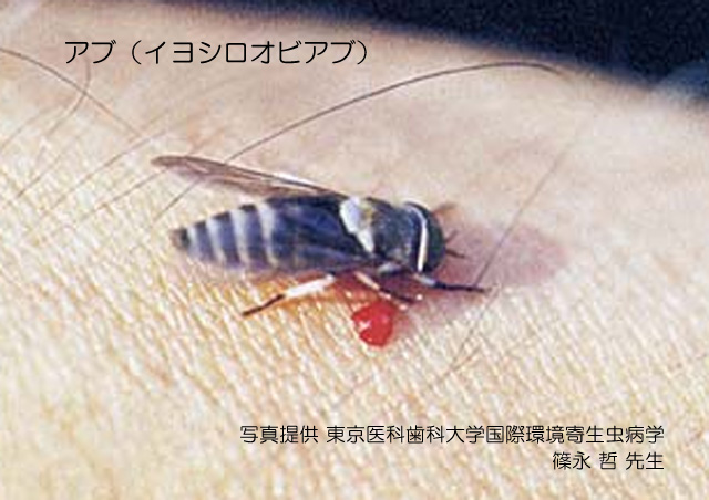 蚊？あぶ？ぶよ？ くれたけイン掛川のブログ - 宿泊予約は＜じゃらんnet＞