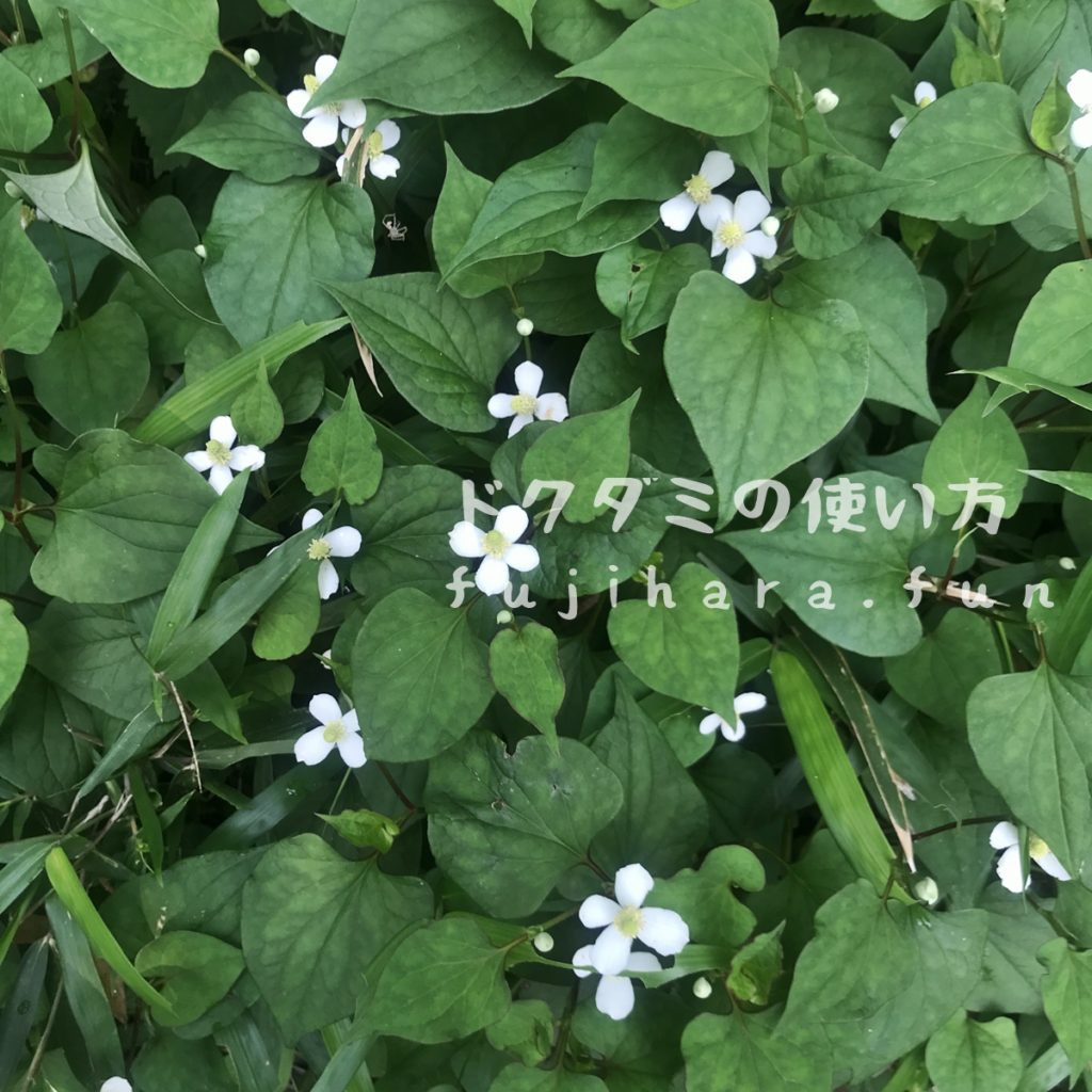 ドクダミの虫除けをつくってみた長野の注文住宅ならアトリエDEF