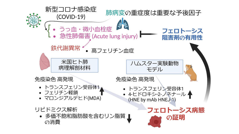 イラスト解説 肥大・過形成・化生・再生・創傷治癒・萎縮・変性・壊死・アポトーシスどっと. New life