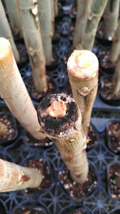 ウンベラータを挿し木で増やそう！失敗しない手順やその後のケアも解説 – 東京寿園