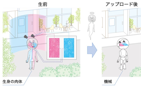 なぜ腐敗せずに残っているのか 2600年前の人の脳Moto Ito