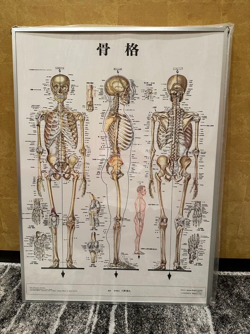 マルチアングル人体図鑑 骨と筋肉 : 高沢謙二HMV&BOOKS online - 9784593587568