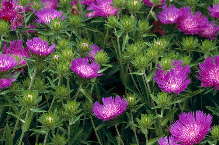 ストケシアとは育て方がわかる植物図鑑みんなの趣味の園芸 NHK出版