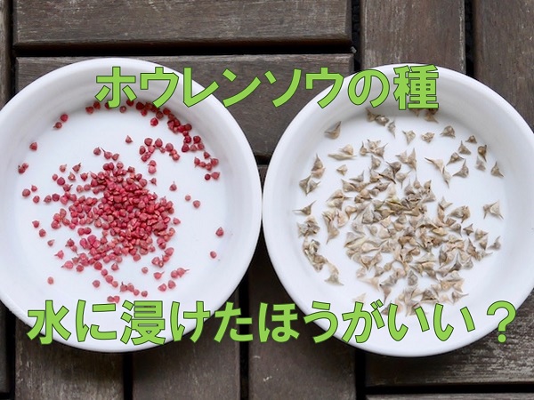 ほうれん草芽」の写真素材1,897件の無料イラスト画像Adobe Stock