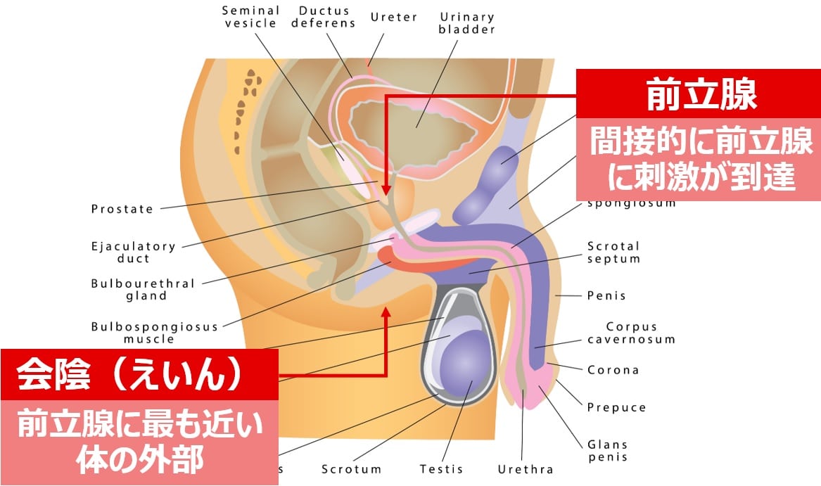 電マを使った前立腺オナニーのやり方！最強のドライオーガズムで昇天