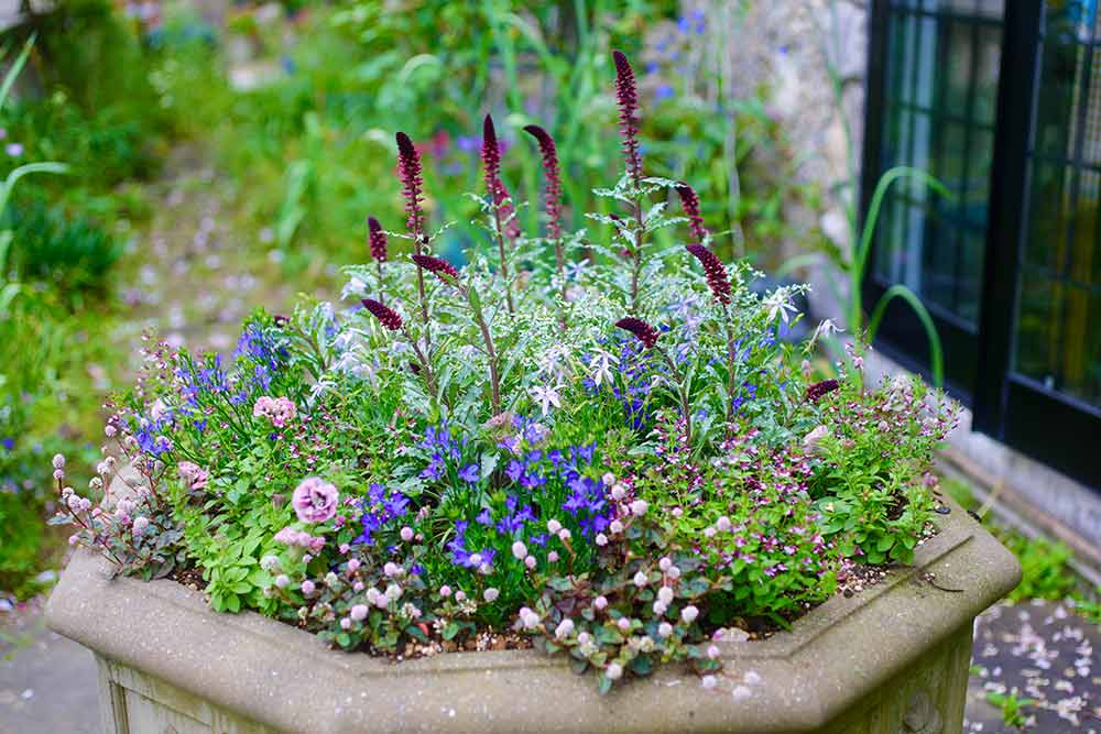 グランドカバーの定番 リシマキア３品種の育成と 我が家の 最強のリシマキアを決定！～２年間生き延びた品種は？ - パパの手間いらず庭づくり＋