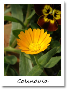 冬の庭に山吹色の太陽！ カレンジュラ「寒さ知らず」 - ズボラな週末ガーデニング