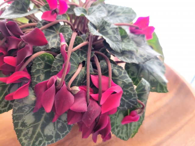 シクラメンの葉が枯れる原因は？枯れたらどうする？復活しない？ – ガーデニング.com