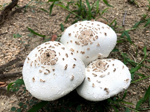 きのこアルバム ホコリタケ