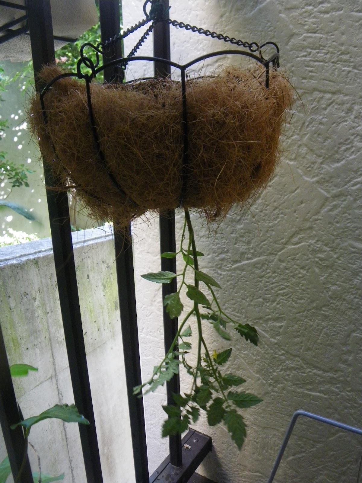 逆さに植えるだけ！サトイモの逆さ植えの方法と4つのメリット