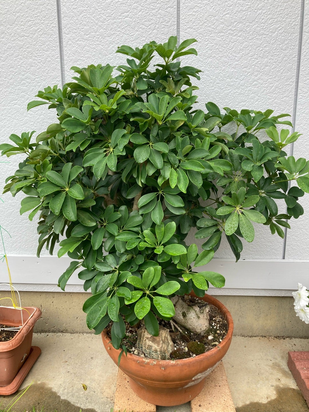 伸びすぎたカポックの剪定成長点と切る場所はどこ？剪定時期は？🍀GreenSnap グリーンスナップ