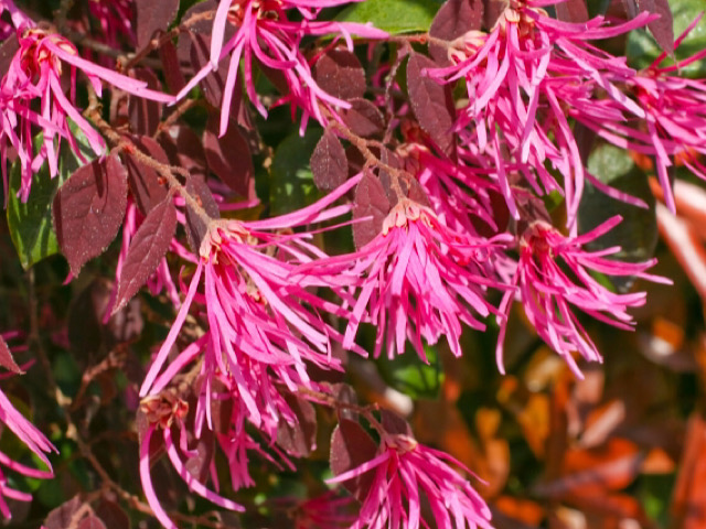 シロバナマンサク白花マンサク花言葉は不思議な力枝 枝物 枝物のある暮らし枝物インテリア岡崎 岡崎市 花屋岡崎花屋 愛知県花屋西三河花屋枝物専門店 枝物専門の花屋枝や