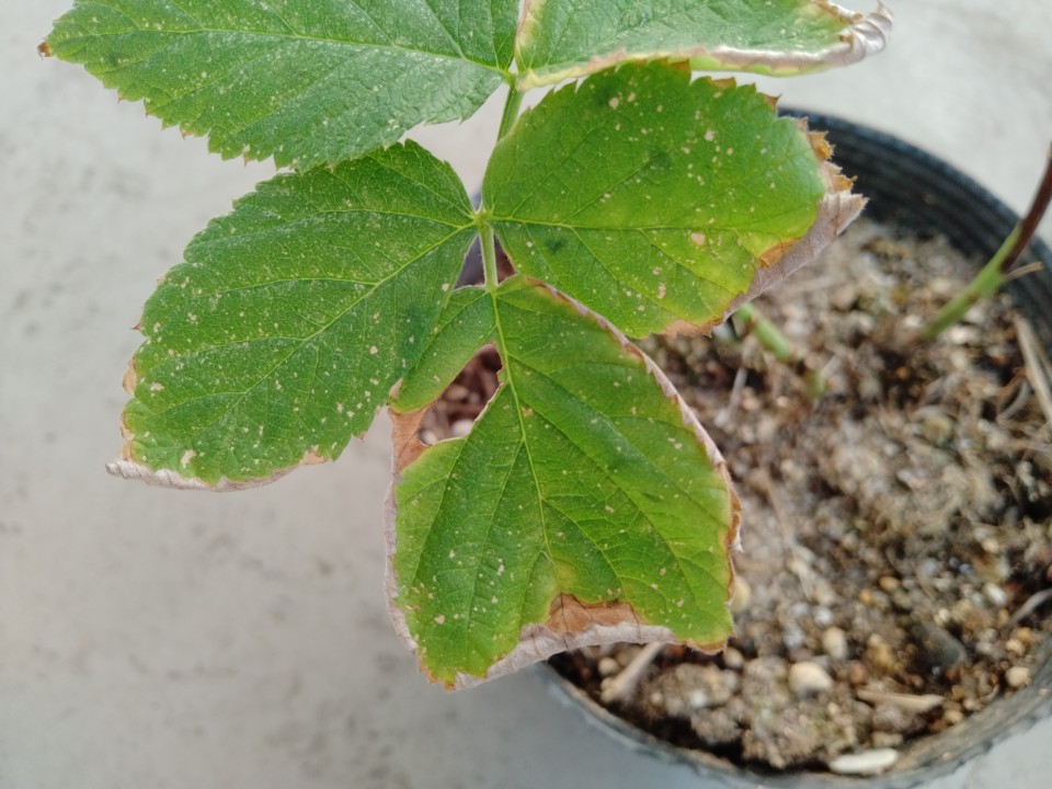 枯らさない！ラズベリー 鉢植えの育て方茅田が育てるブログ