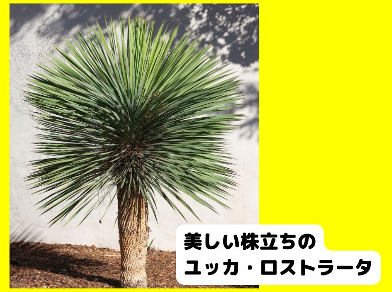 植替えシーズン特売！ ユッカ ロストラータ⑥ 抜き苗 普段の作業紹介「ユッカ ロストラータの