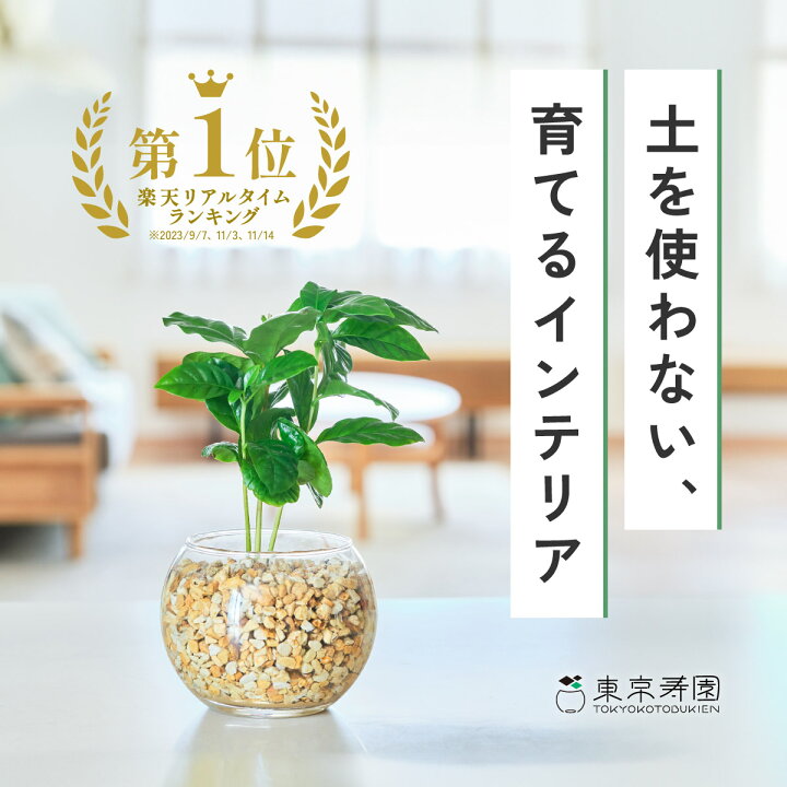 コーヒーの木Coffea arabica – LIFFT
