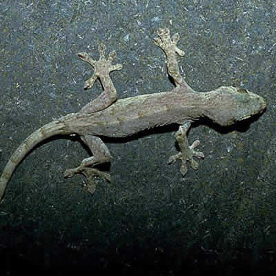 ヤモリにバイ菌ってあるの？調べた結果がちょっと驚きだったよ生物のあれやこれやを調べ隊