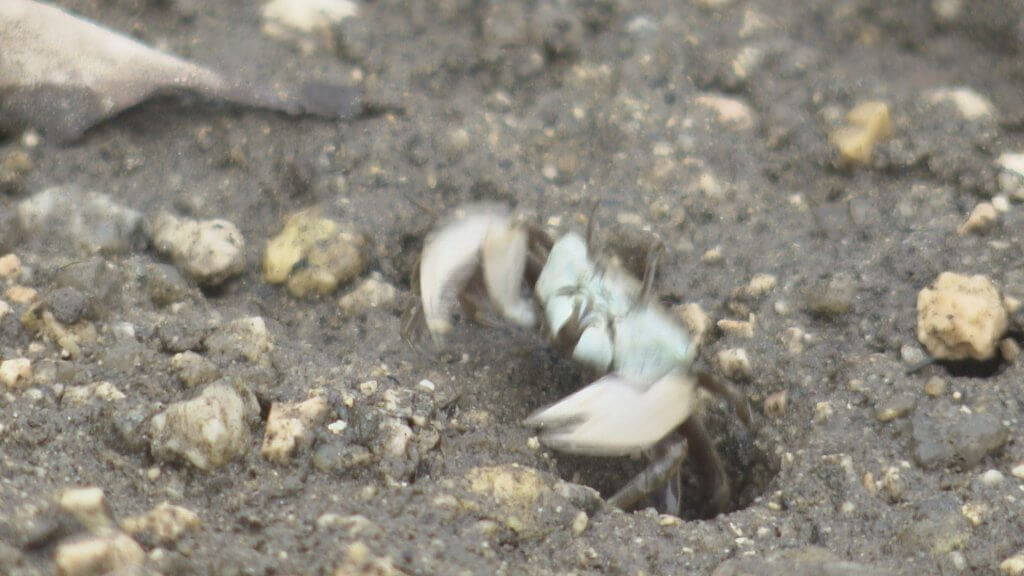 えびかにダンス ^^♪はなまるキッズ柏教室