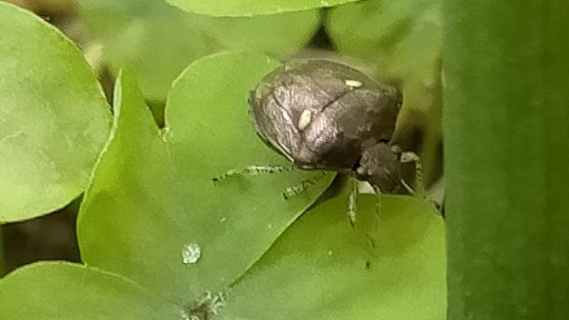 病害虫・生理障害情報 野菜栽培での病気 害虫 生理障害情報タキイの野菜タキイ種苗