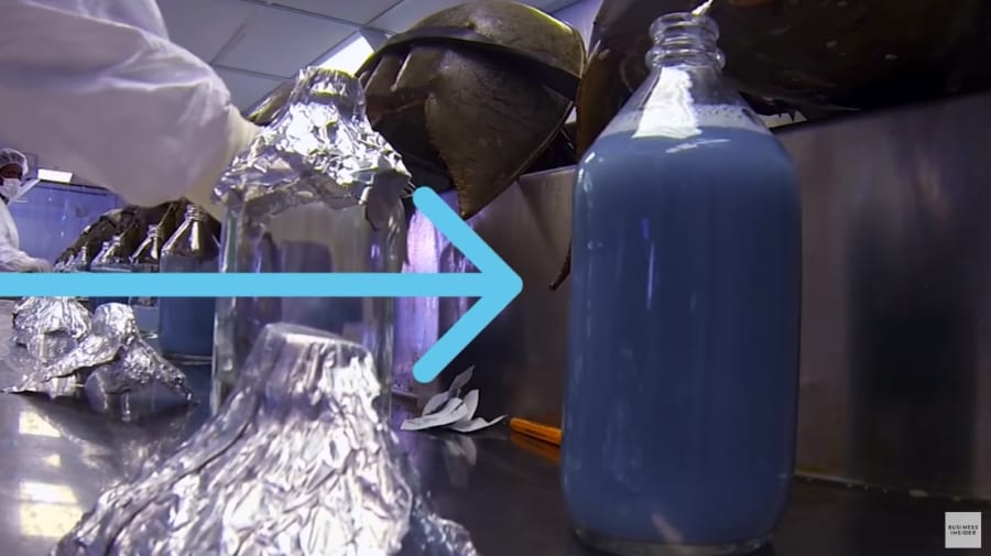 カブトガニの青い血が、人類を救っているのだ小さなふれあい動物園のひげ園長が送る、日々の動物達との暮らし