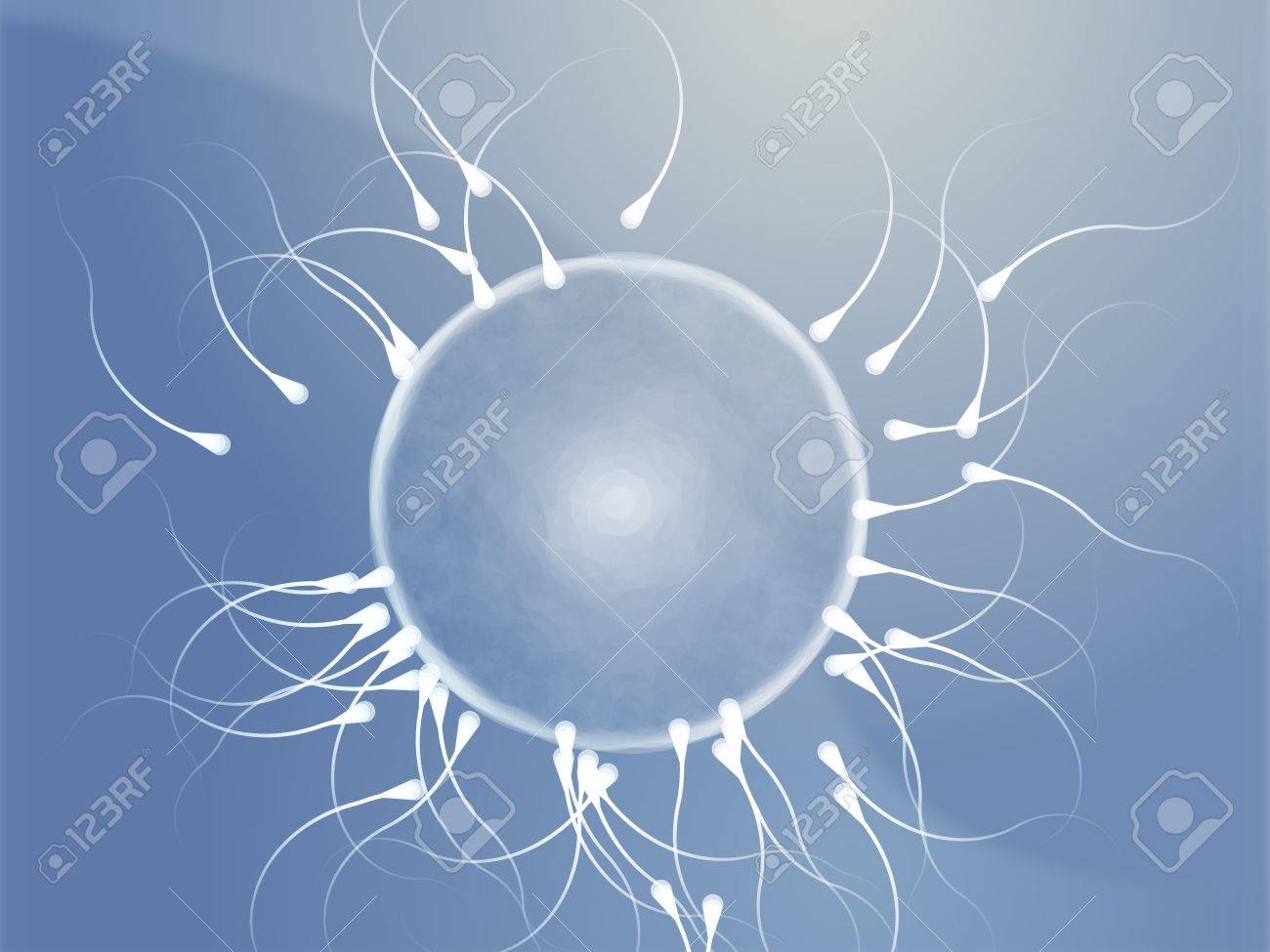 人間の受精卵 画像 - Freepikで無料ダウンロード