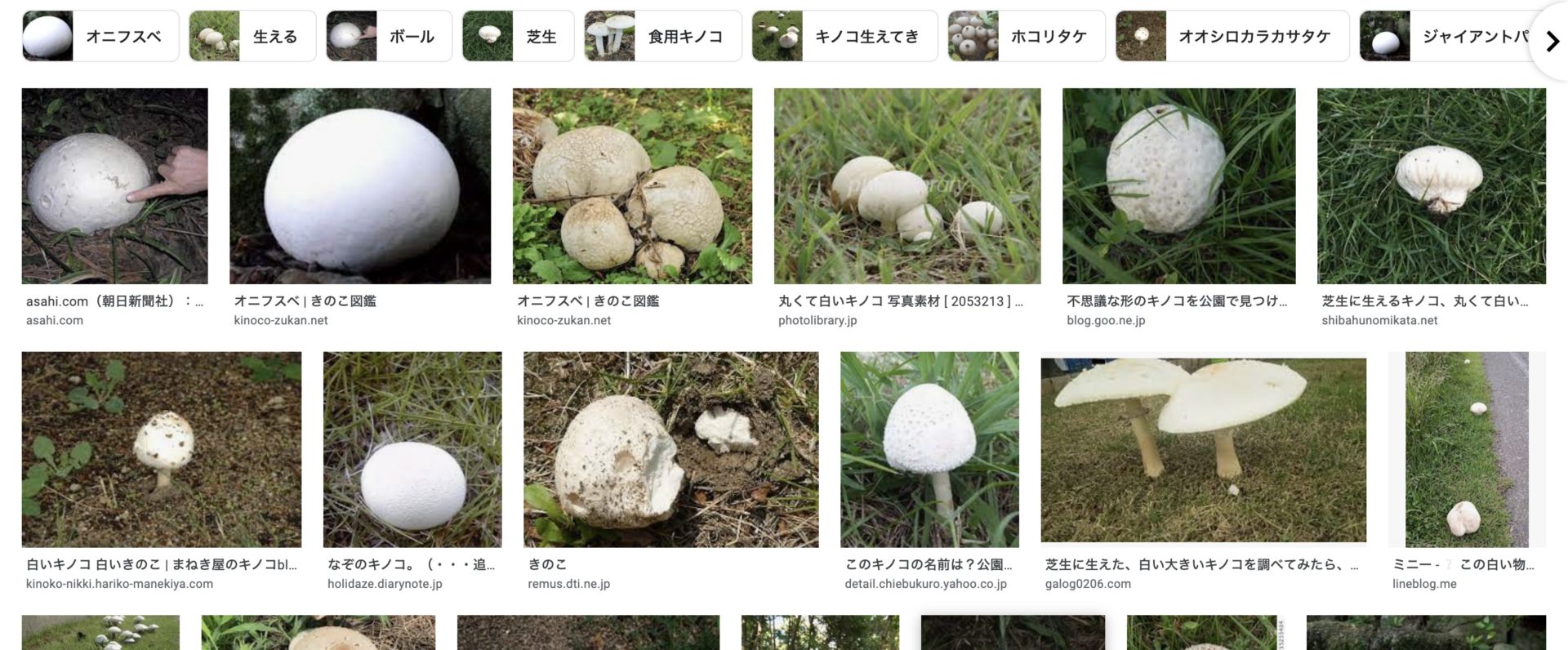 シロオニタケ きのこ図鑑・撮れたてドットコム