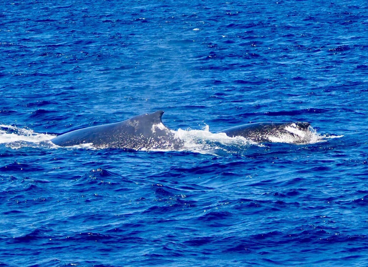 楽天市場 オブジェ 置物 大型 動物 クジラ ダルトン ザ ブルー ホエール アンティーク風 : モダンインテリアのアットイーズ