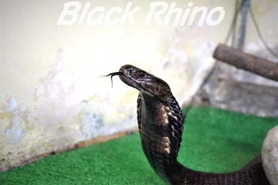 2025年は巳年！干支に込められた意味とヘビの生態に迫るyanakiji 秘境旅で出会うワクワクをお届けします