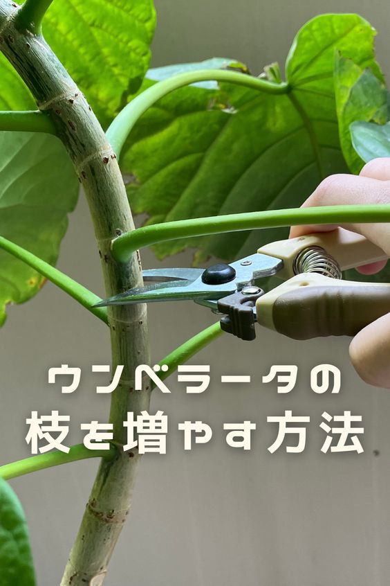 ウンベラータの葉っぱを水に差して置いたら発根しました。このまま- Yahoo!知恵袋