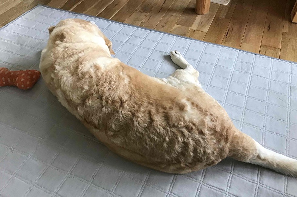 皮膚科 毛が抜ける、皮膚が赤い、体を掻く・なめる宝塚市の動物病院│土日祝も診療中│宝塚まりも動物病院