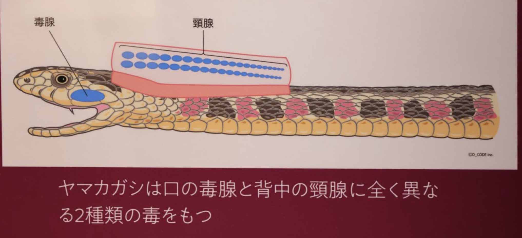 210点を超えるグリーンブッシュバイパーのストックフォト、写真、そしてロイヤリティフリーの画像 - iStock