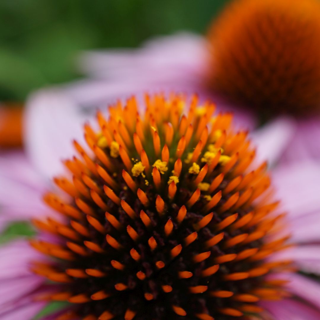 Sarcopoterium spinosum - PictureThis