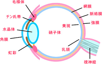 視力回復手術を語る 第5回 眼内レンズで視力回復 フェイキックIOL概論表参道眼科マニア