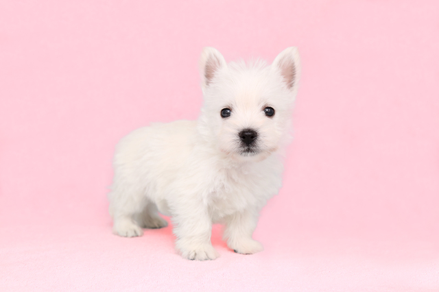 犬の夢は何の暗示？ 大きい・茶色・黒い犬の意味など夢占いで徹底解説ペトコト PETOKOTO