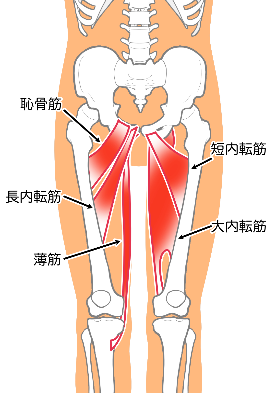 太ももの外側が痛い時に行うべきストレッチ・トレーニング方法BPM Function