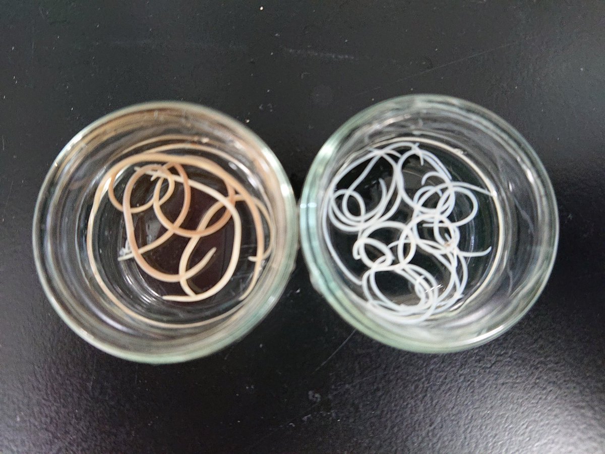 知っていますか？食品の寄生虫：練馬区公式ホームページ