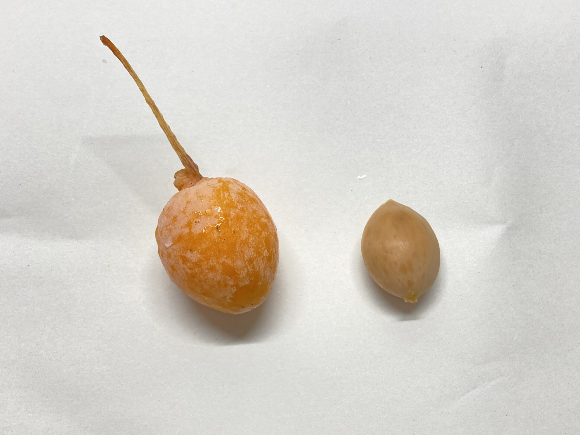 １５９５イチョウの実のギンナンは、なぜくさいのか？: 思い感じたこと