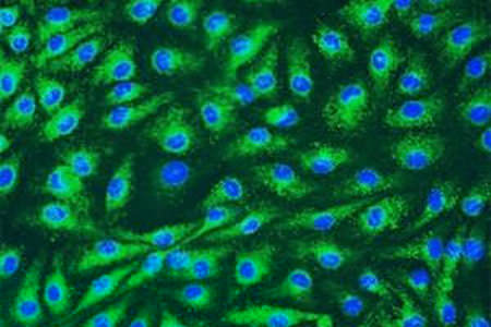 ヒトの「細胞地図」をつくる理化学研究所