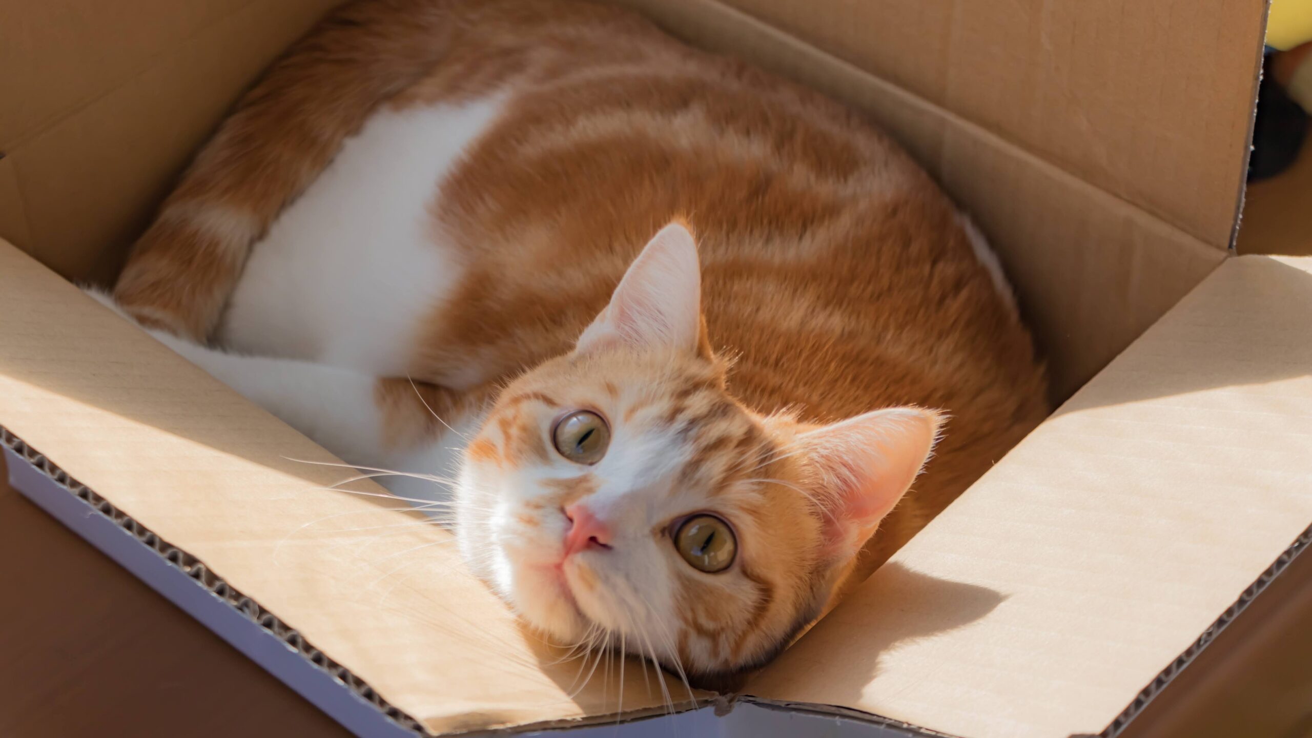 獣医師監修 猫にネギはNG！あげてはいけない理由と症状、対処法について解説！MOFFME