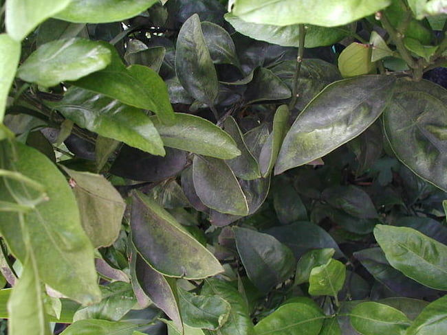 すす病の原因はカイガラムシ？その原因と今からできる対策施設園芸.com