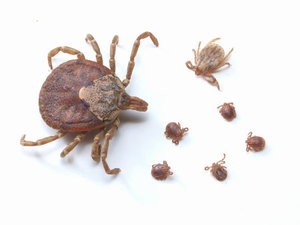 ダニ対策は「防除」がキーワード！ 家で発生しやすい所と5つの対策