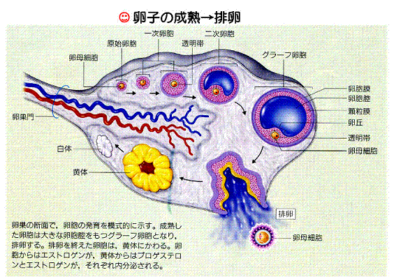 0.正常組織 13 生殖器 精巣 HE強拡大病理コア画像