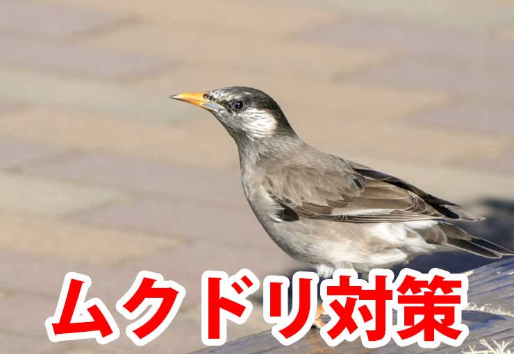 ムクドリ撃退音 30分 。ムクドリが嫌いな超音波を再生