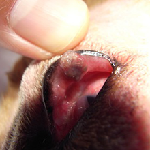 犬に多い「まぶた」の腫瘍マイボーム腺腫の治療静岡県浜松市中央区の動物病院TPC浜松動物総合病院